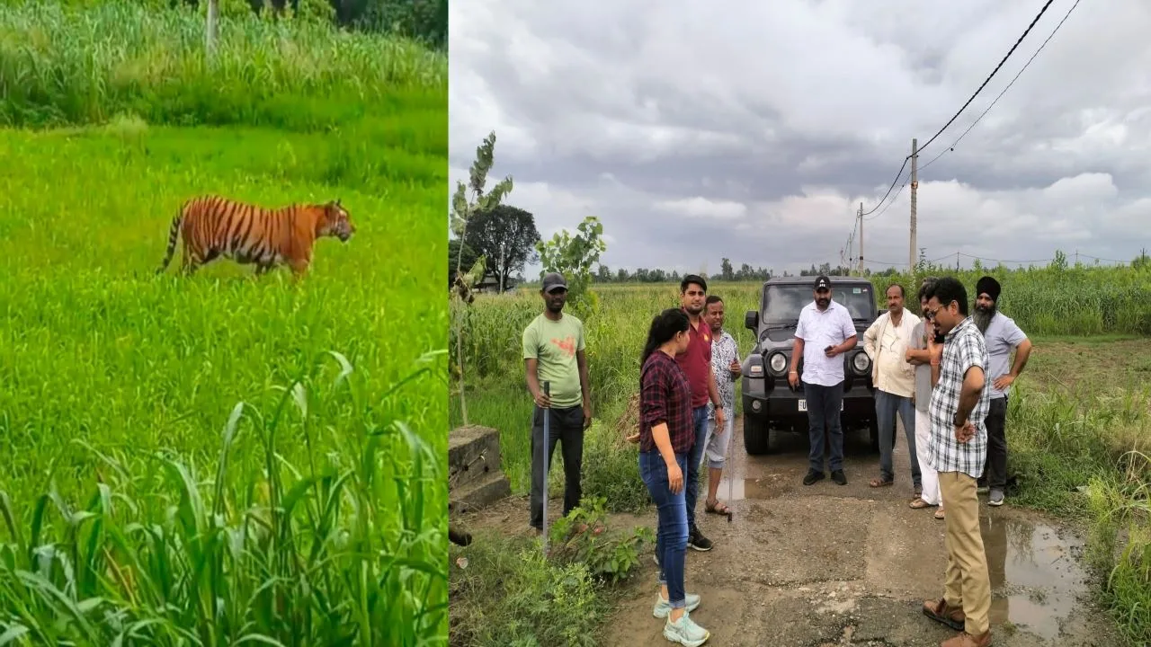पीलीभीत: उत्तराखंड रवाना हुई बाघिन, दोबारा लौटने की आशंका पर लगाए ट्रैप कैमरे